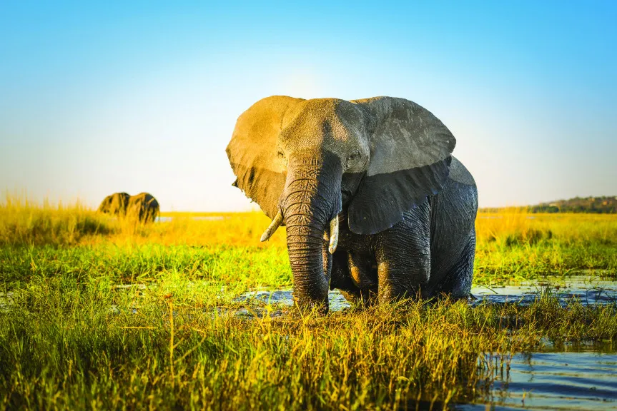 ss466103501-elephant-in-delta.webp